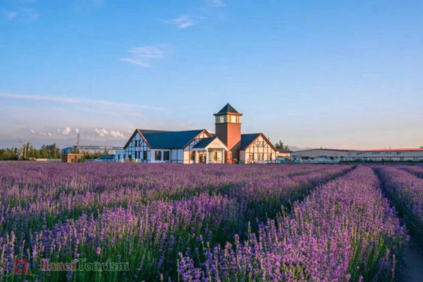 Trang viên hoa Oải Hương - Tân Cương - Trung Quốc