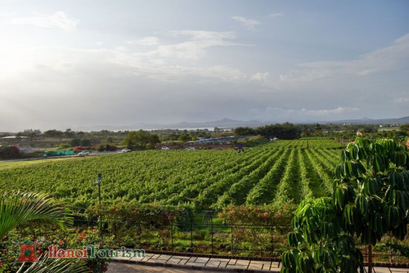 Vườn nho Nashik - Ấn Độ